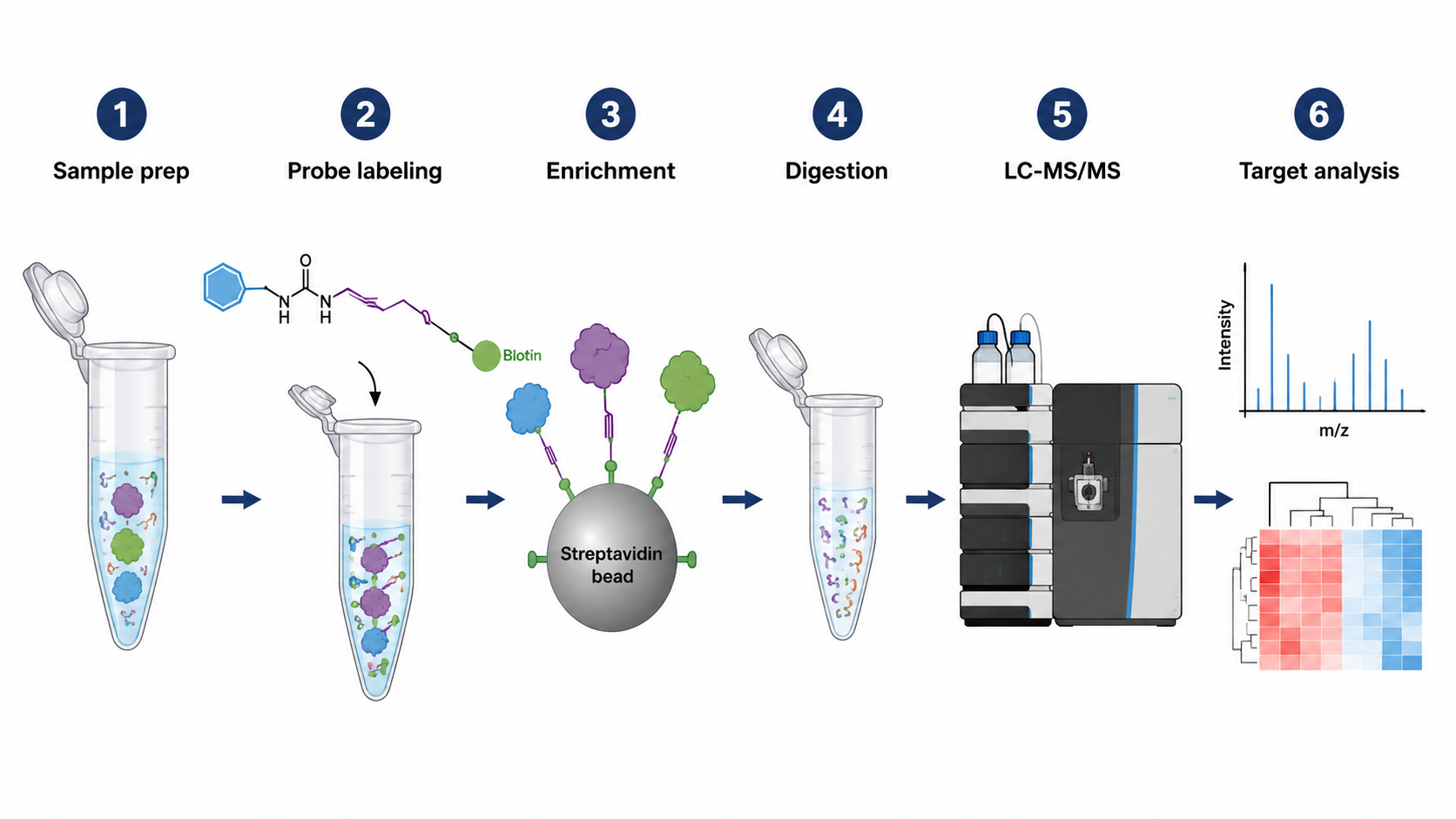 ABPP workflow from sample preparation and probe labeling to enrichment, LC-MS/MS, quantification, and target prioritization.
