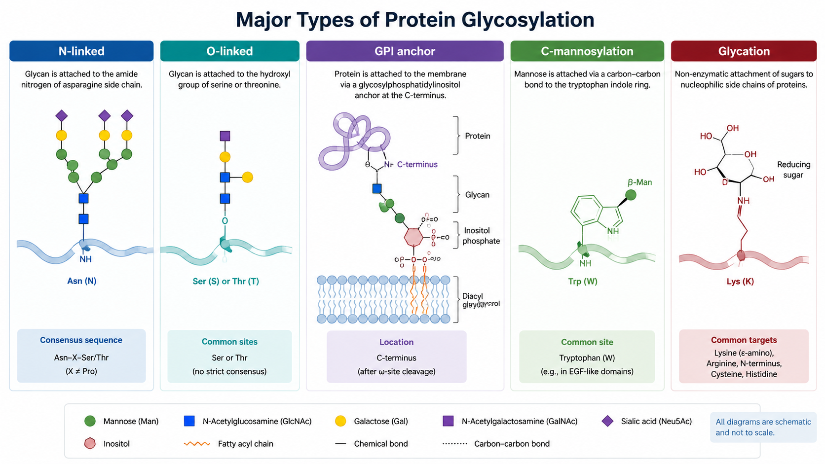 Overview of major protein glycosylation types including N-linked glycosylation, O-linked glycosylation, GPI anchors, and site-specific glycoproteomics.