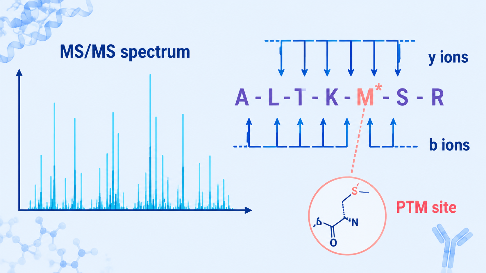 Cover image for amino acid and modification site identification from MS/MS spectra