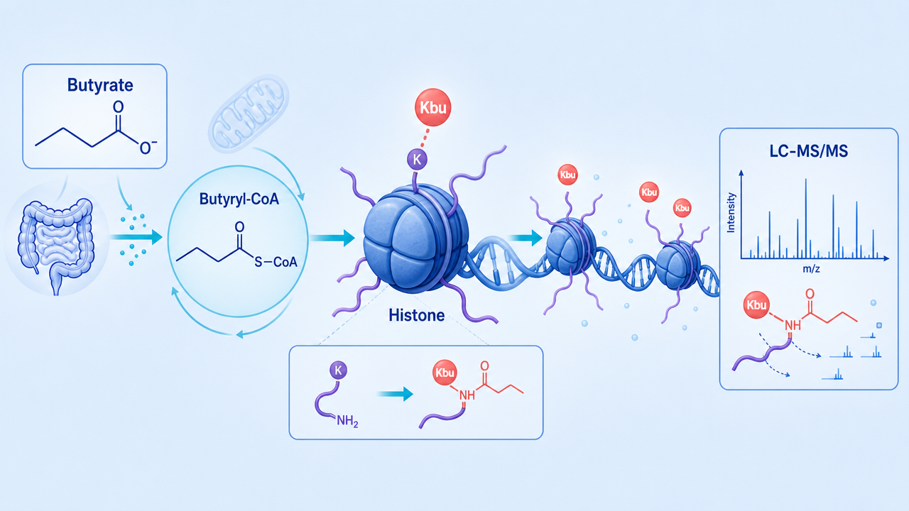 Cover image for histone butyrylation Kbu and butyrate metabolism