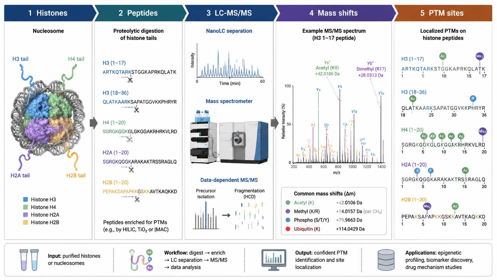 Overview of LC-MS histone modification detection showing histone extraction, peptide digestion, LC-MS/MS, PTM mass shifts, and site localization.