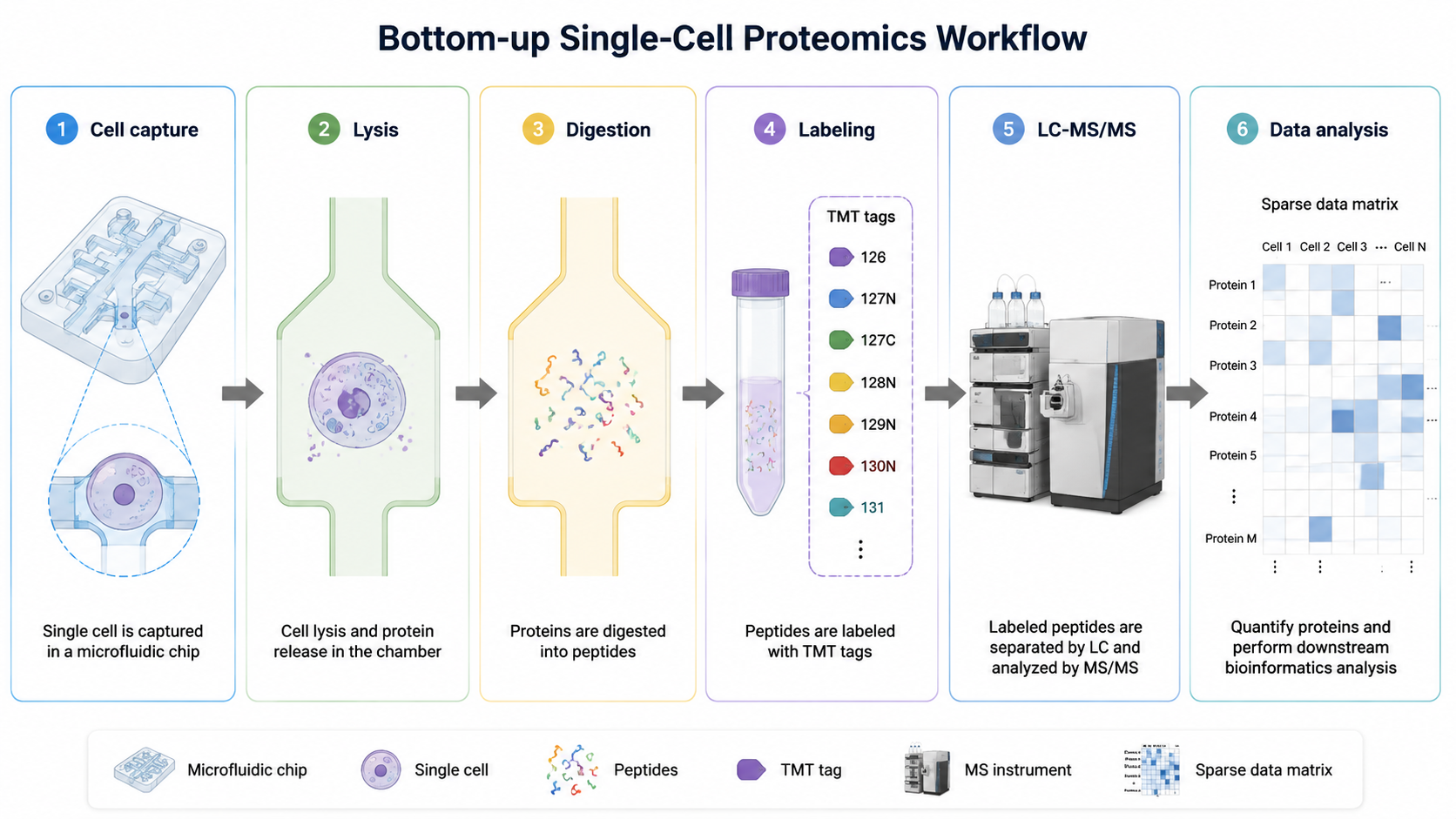 Bottom-up single-cell proteomics workflow from cell capture and lysis to digestion, labeling, LC-MS/MS, and data analysis.