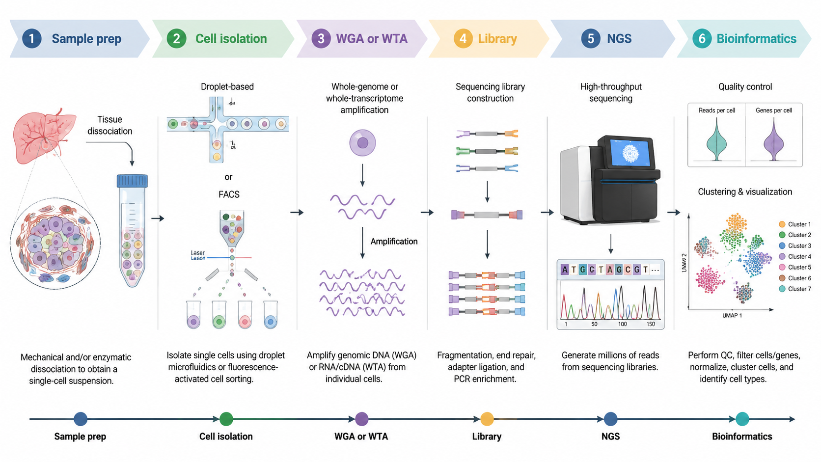 Single-cell sequencing workflow showing sample preparation, cell isolation, WGA/WTA, library construction, NGS, and bioinformatics analysis.