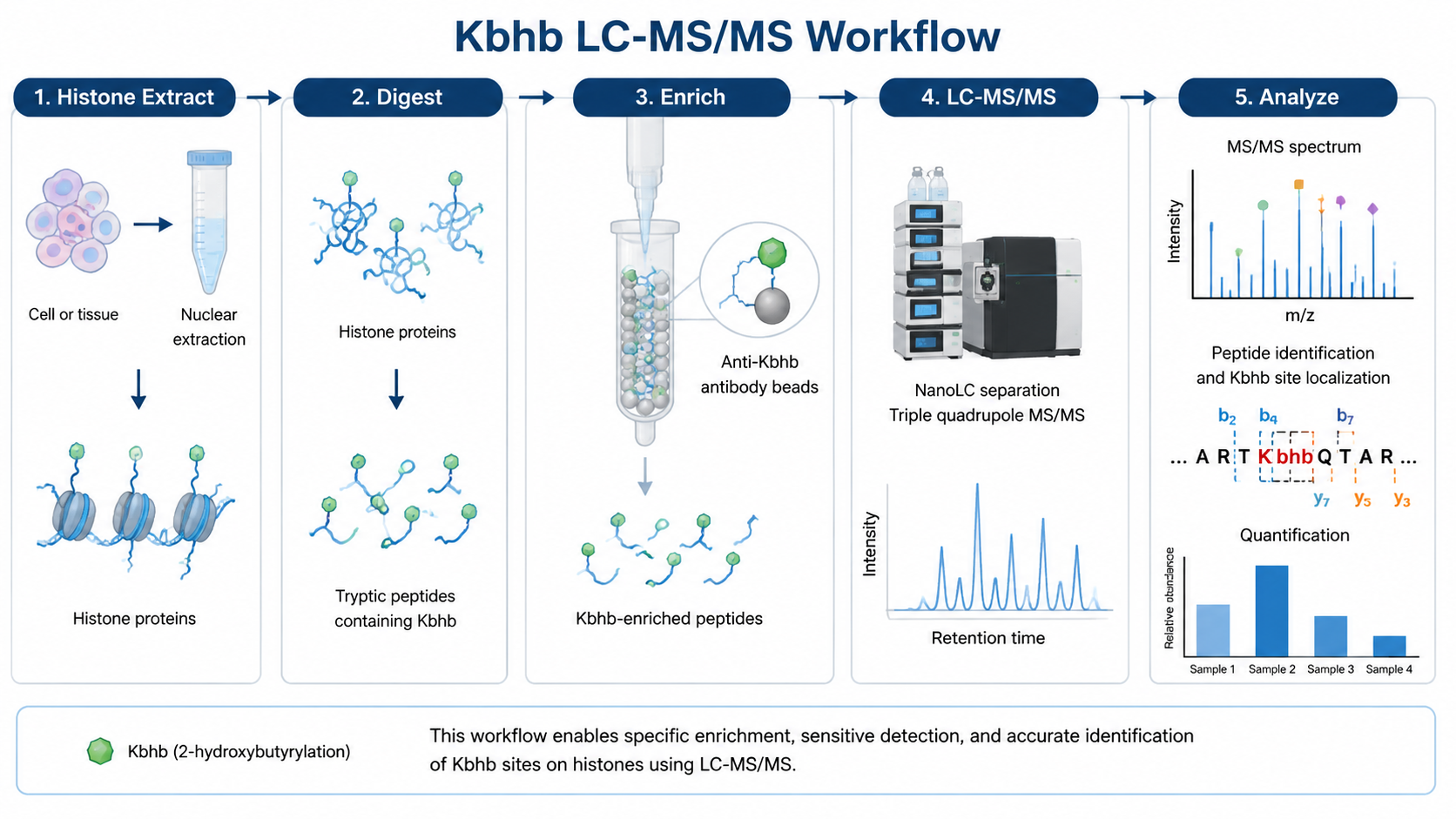Histone beta-hydroxybutyrylation LC-MS/MS workflow from histone extraction through digestion, Kbhb peptide enrichment, and mass spectrometry data analysis.