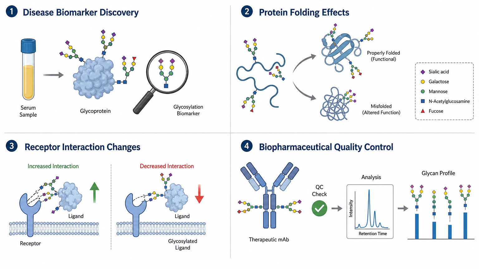 Functional applications of glycosylation site analysis showing disease biomarkers, protein folding, receptor interactions, and biopharmaceutical quality control.