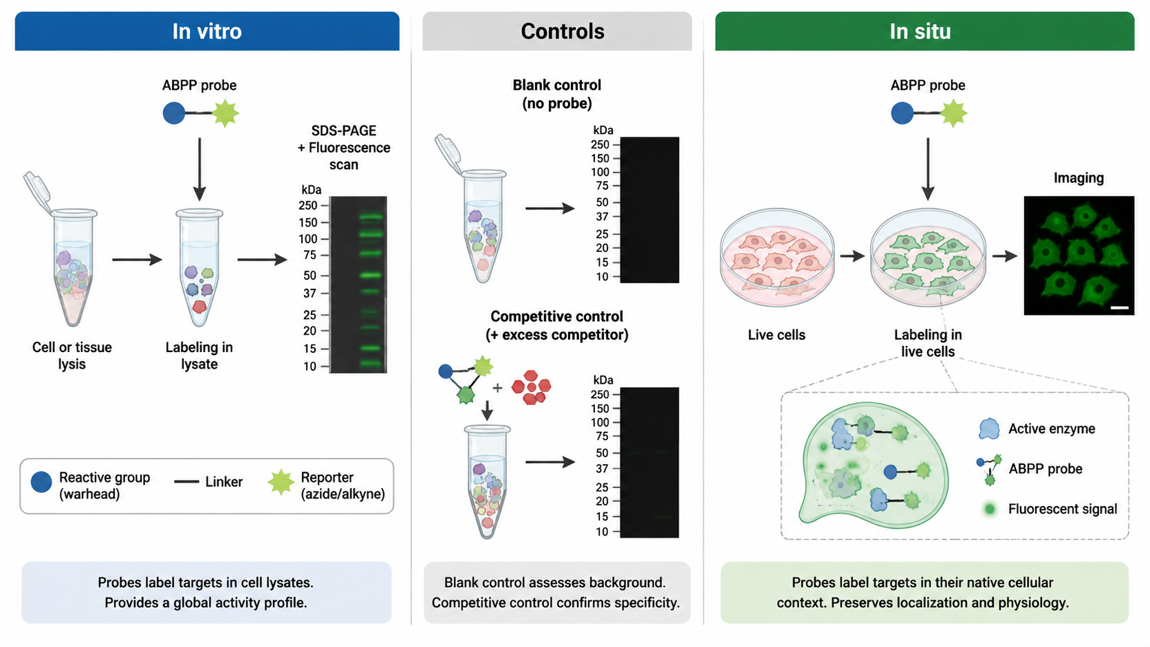 ABPP probe labeling comparison between in vitro lysate labeling and in situ live-cell labeling with control groups.