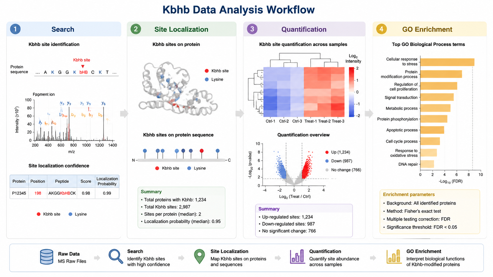 Histone Kbhb LC-MS/MS data analysis from database search and site localization through quantification and pathway annotation.