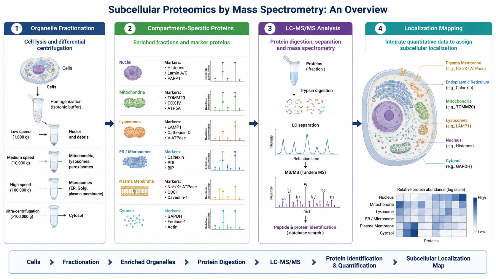Overview of subcellular proteomics showing organelle fractionation, compartment-specific protein sets, LC-MS/MS analysis, and localization mapping.