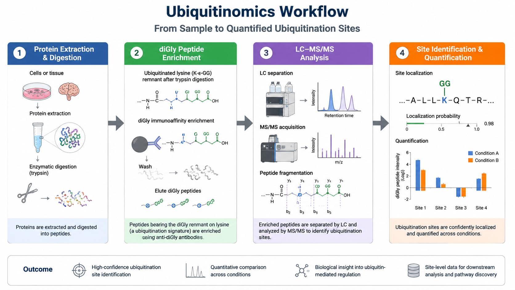 Quantitative ubiquitinomics workflow showing diGly peptide enrichment, LC-MS/MS, and ubiquitination site quantification.