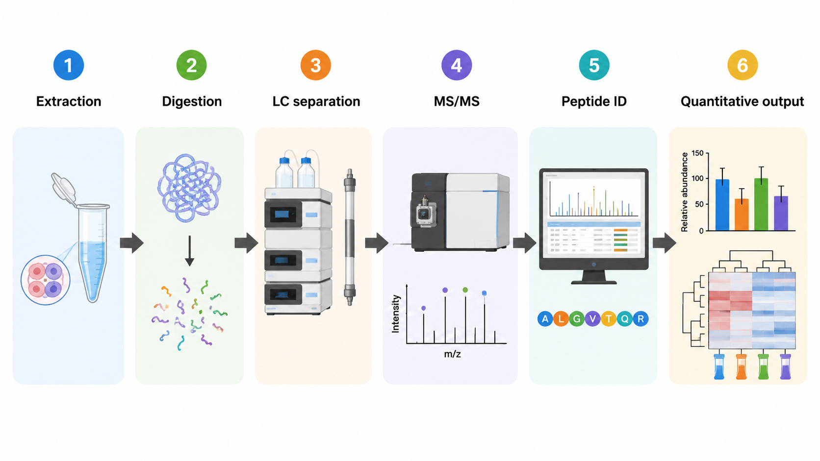LC-MS/MS protein sequencing workflow from extraction and digestion to LC separation, MS/MS fragmentation, peptide identification, and quantitative analysis.