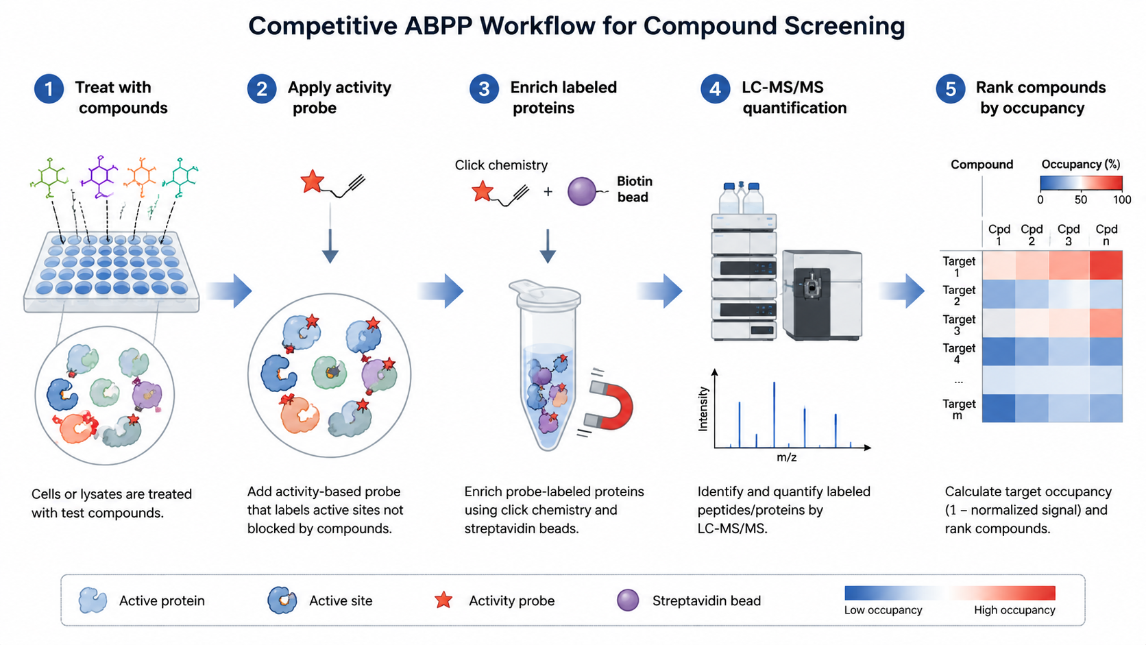 Competitive ABPP workflow for high-throughput compound screening, from compound treatment and probe labeling to LC-MS/MS quantification and target prioritization.