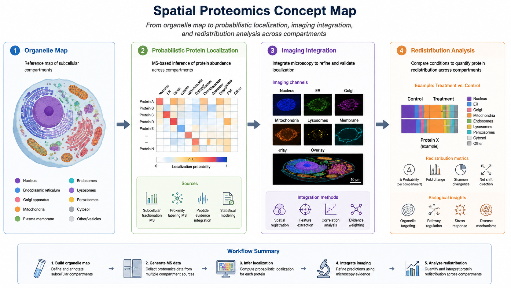 Spatial proteomics concept map showing organelle fractions, probabilistic localization, imaging integration, and redistribution analysis across cellular compartments.
