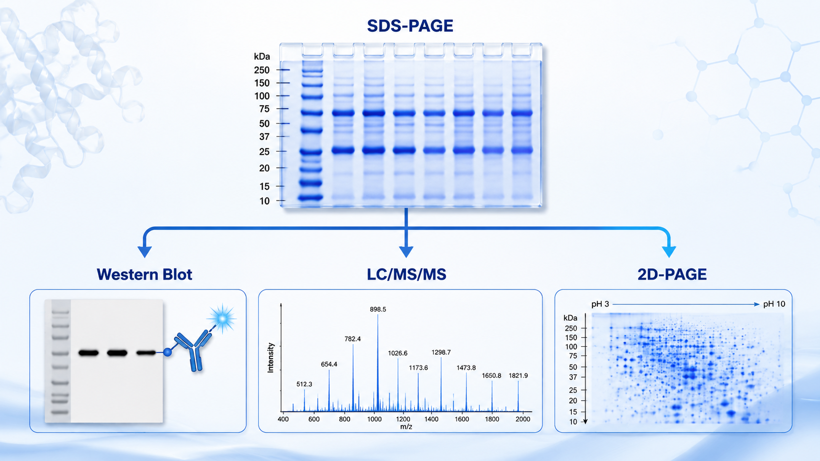 Cover image for SDS-PAGE protein detection methods