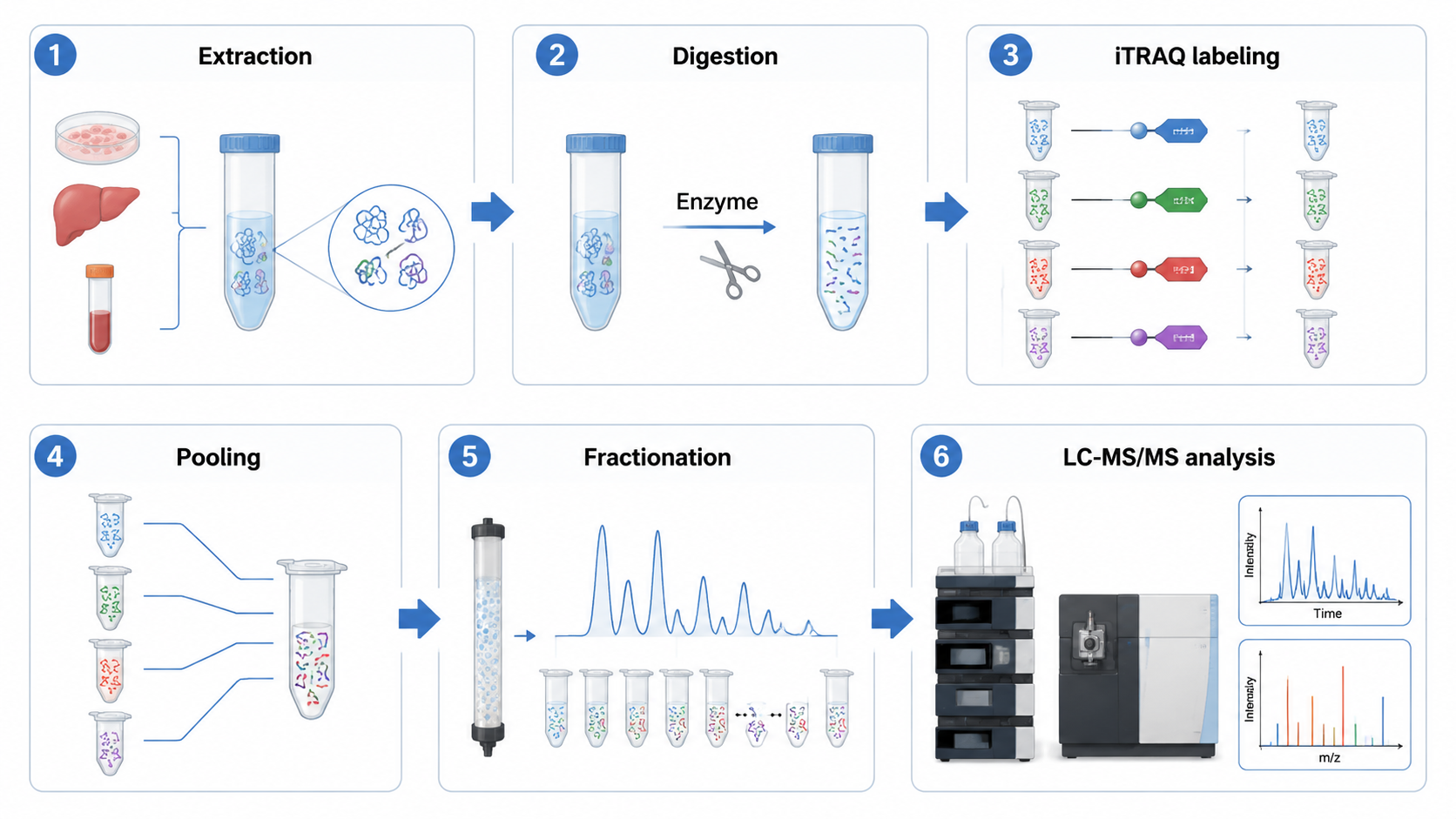 iTRAQ quantitative proteomics workflow from protein extraction and digestion to labeling, fractionation, LC-MS/MS, reporter ion quantification, and pathway analysis.