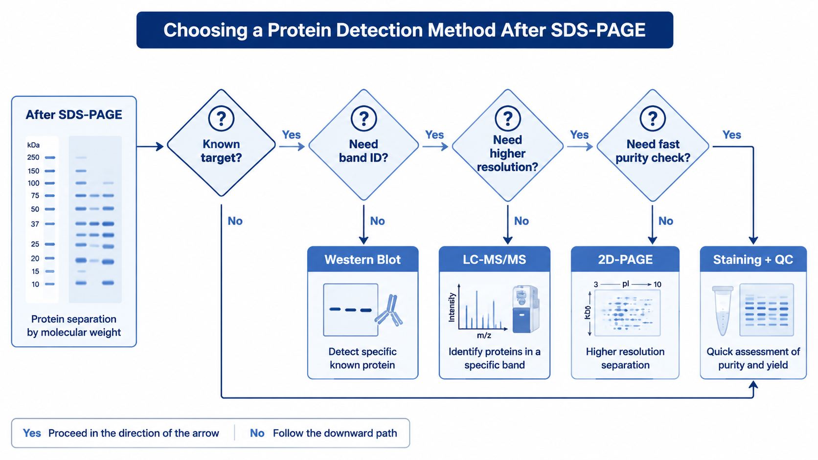 SDS-PAGE detection method selection flowchart comparing target validation, band identification, proteoform analysis, and purity assessment routes.