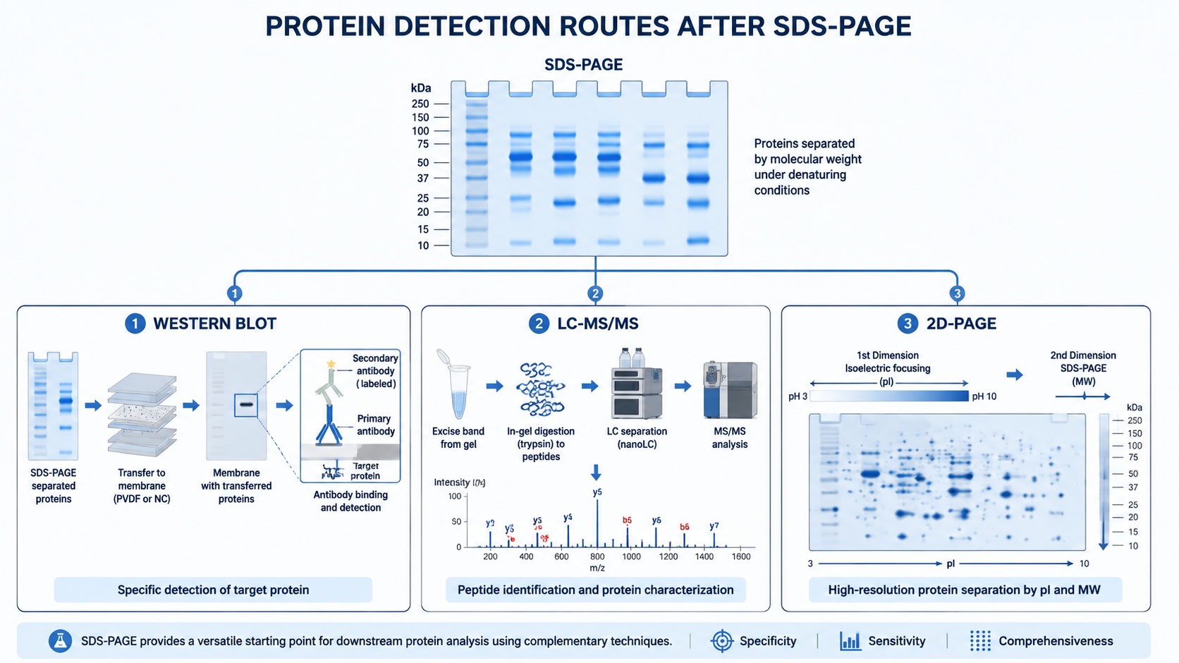 SDS-PAGE protein detection overview showing gel separation followed by Western blot, mass spectrometry, and 2D-PAGE analysis routes.