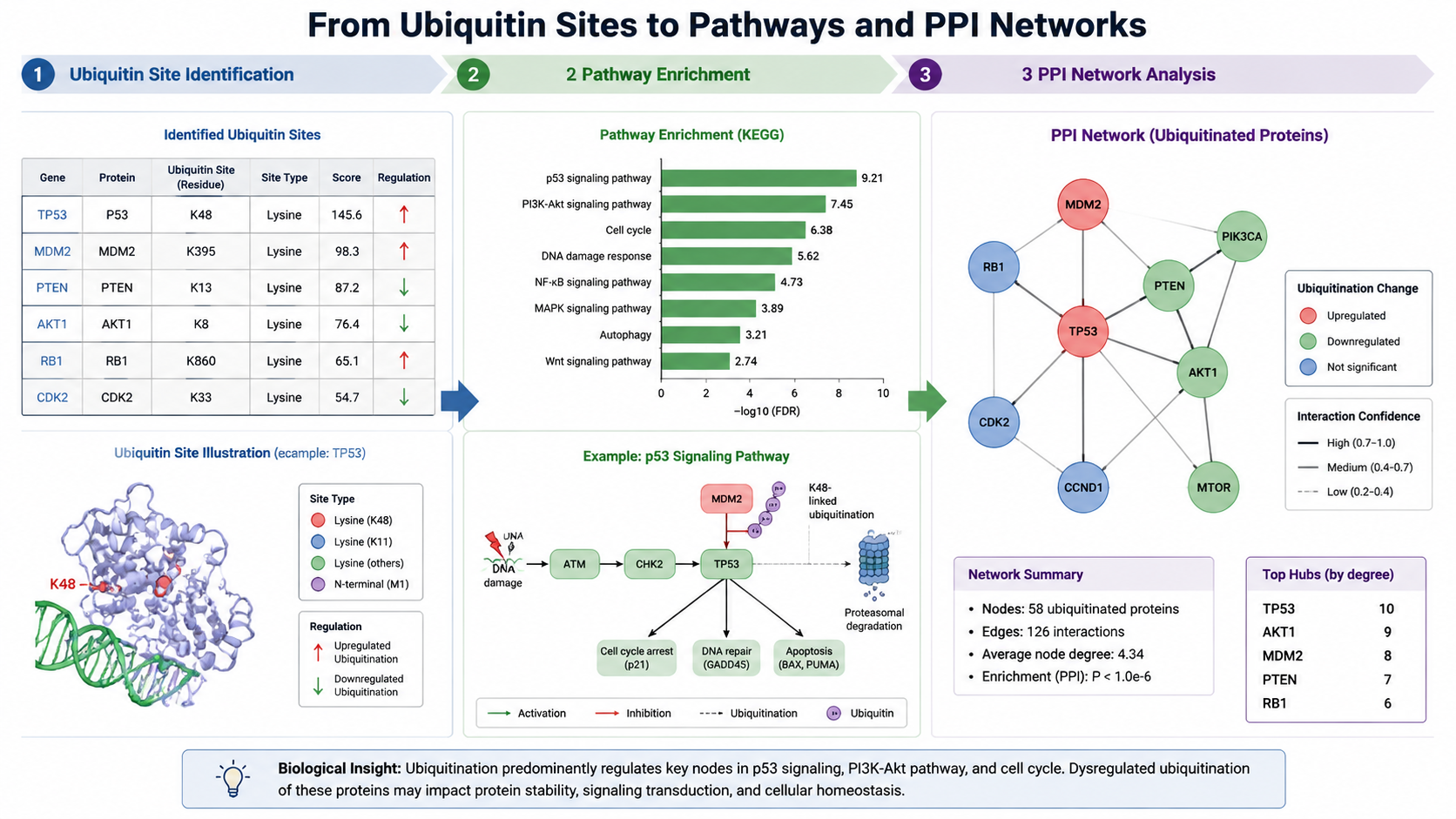 Ubiquitinomics data analysis from site tables through pathway enrichment and protein interaction networks.