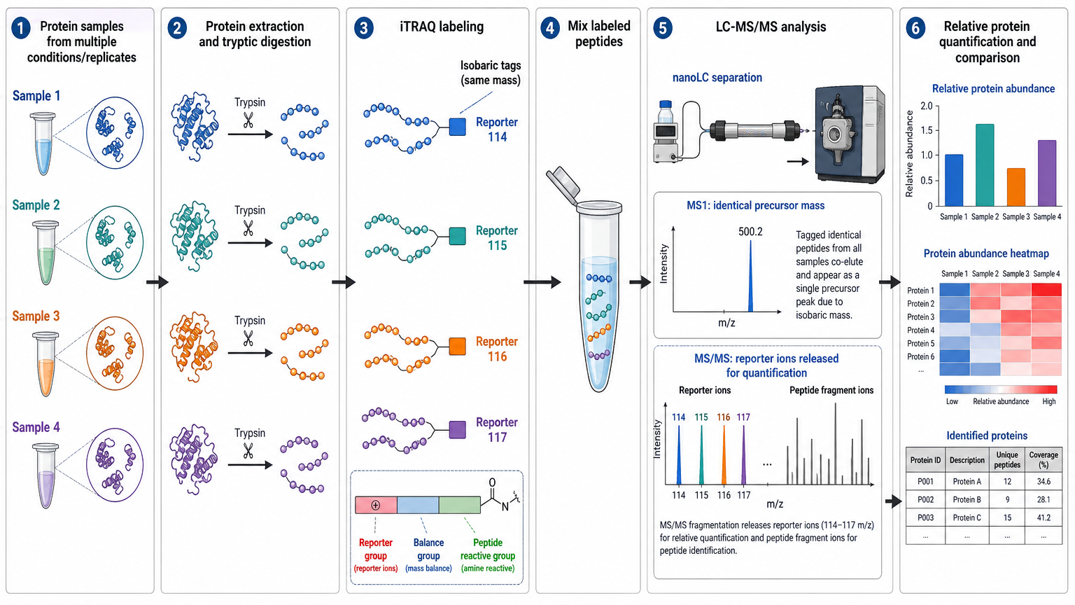 iTRAQ LC-MS/MS overview showing peptide digestion, isobaric tagging, pooled analysis, reporter ions, and quantitative protein comparison.