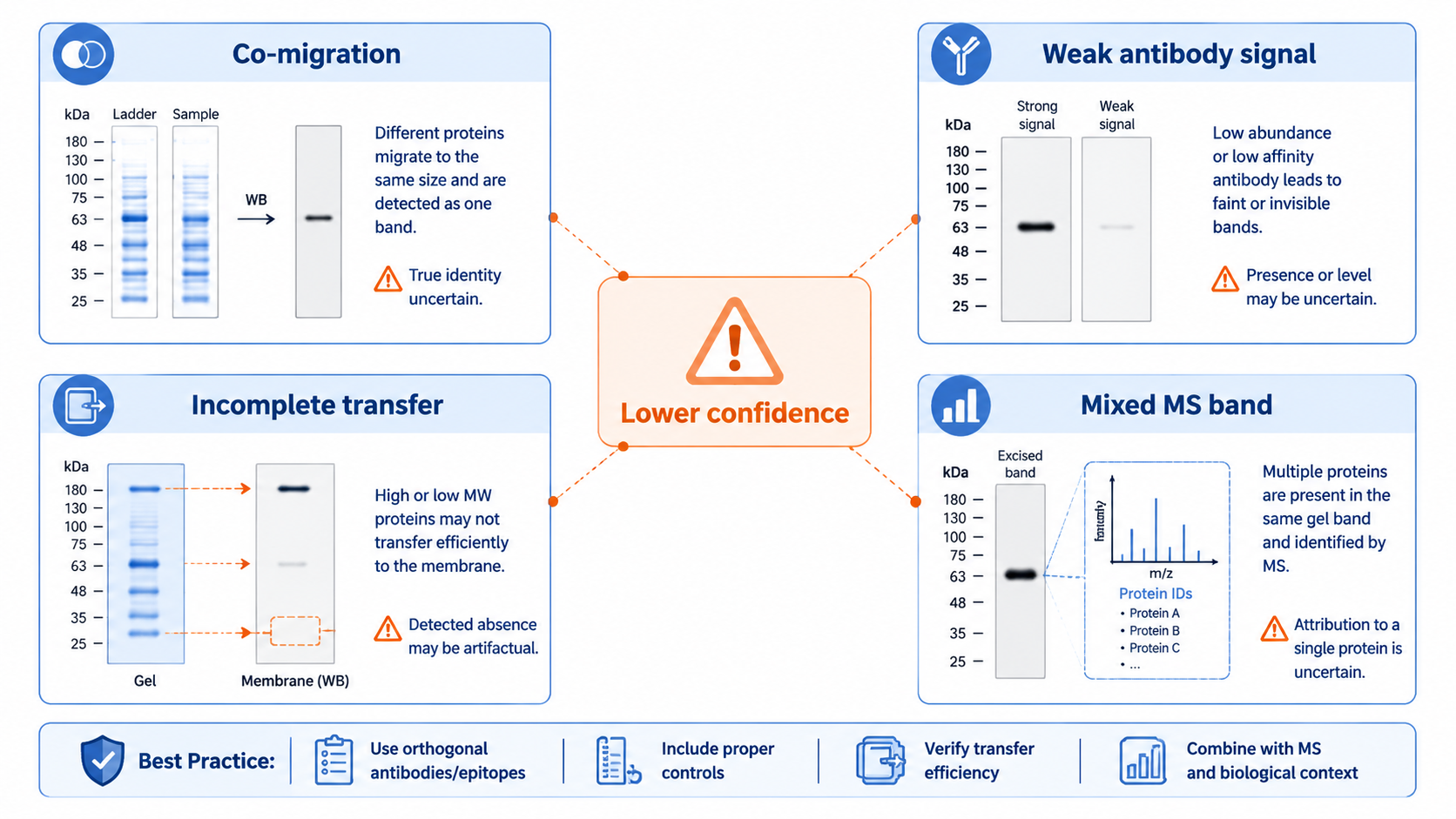 Common limitations in SDS-PAGE protein detection, including co-migration, weak antibody signal, incomplete transfer, and mixed bands in MS analysis.
