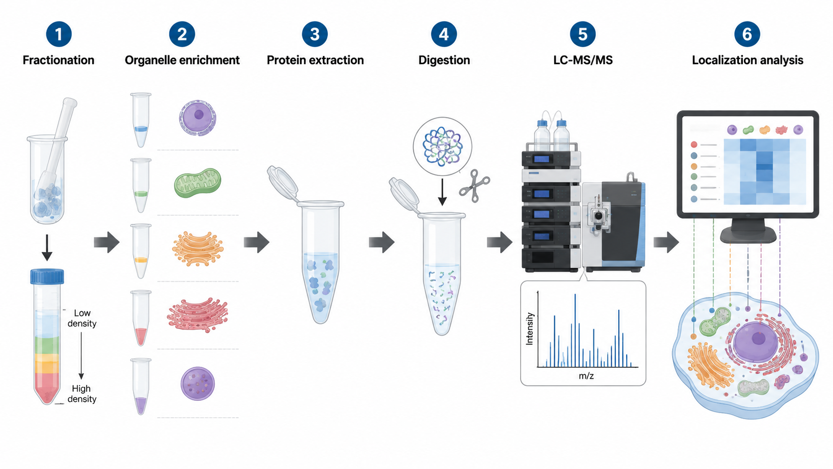 Subcellular proteomics workflow showing organelle fractionation, peptide digestion, LC-MS/MS, organelle marker control, and localization analysis.