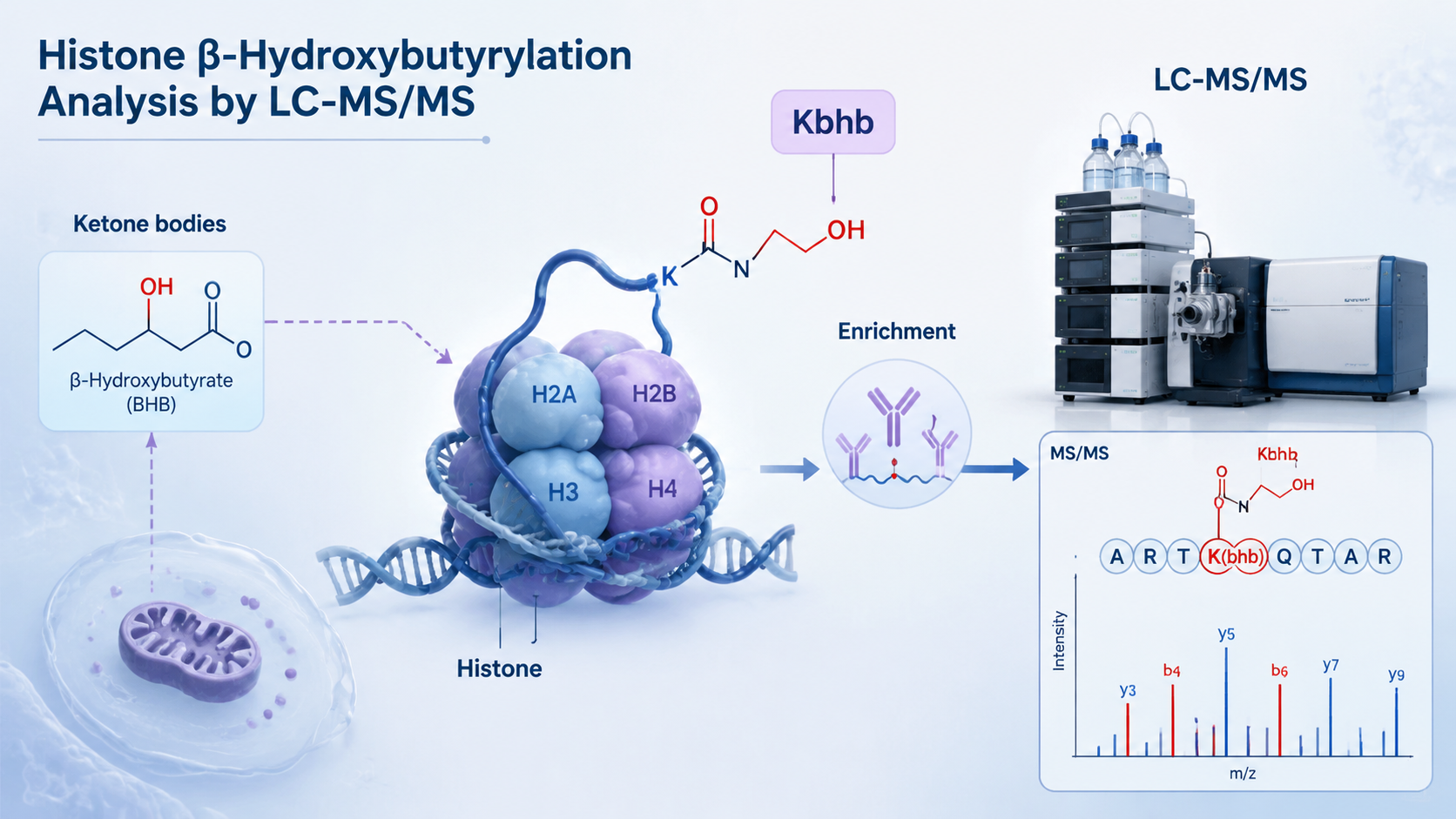 Cover image for histone beta-hydroxybutyrylation LC-MS/MS analysis
