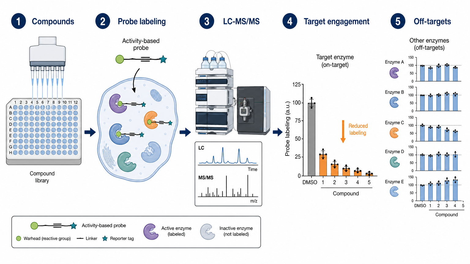 ABPP high-throughput compound screening overview showing compound treatment, probe labeling, LC-MS/MS quantification, target engagement, and off-target profiling.