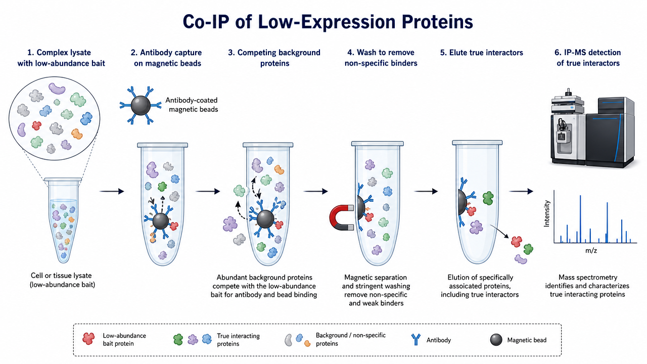 Co-IP workflow for low-expression proteins showing scarce bait, antibody capture, background competition, and IP-MS detection.