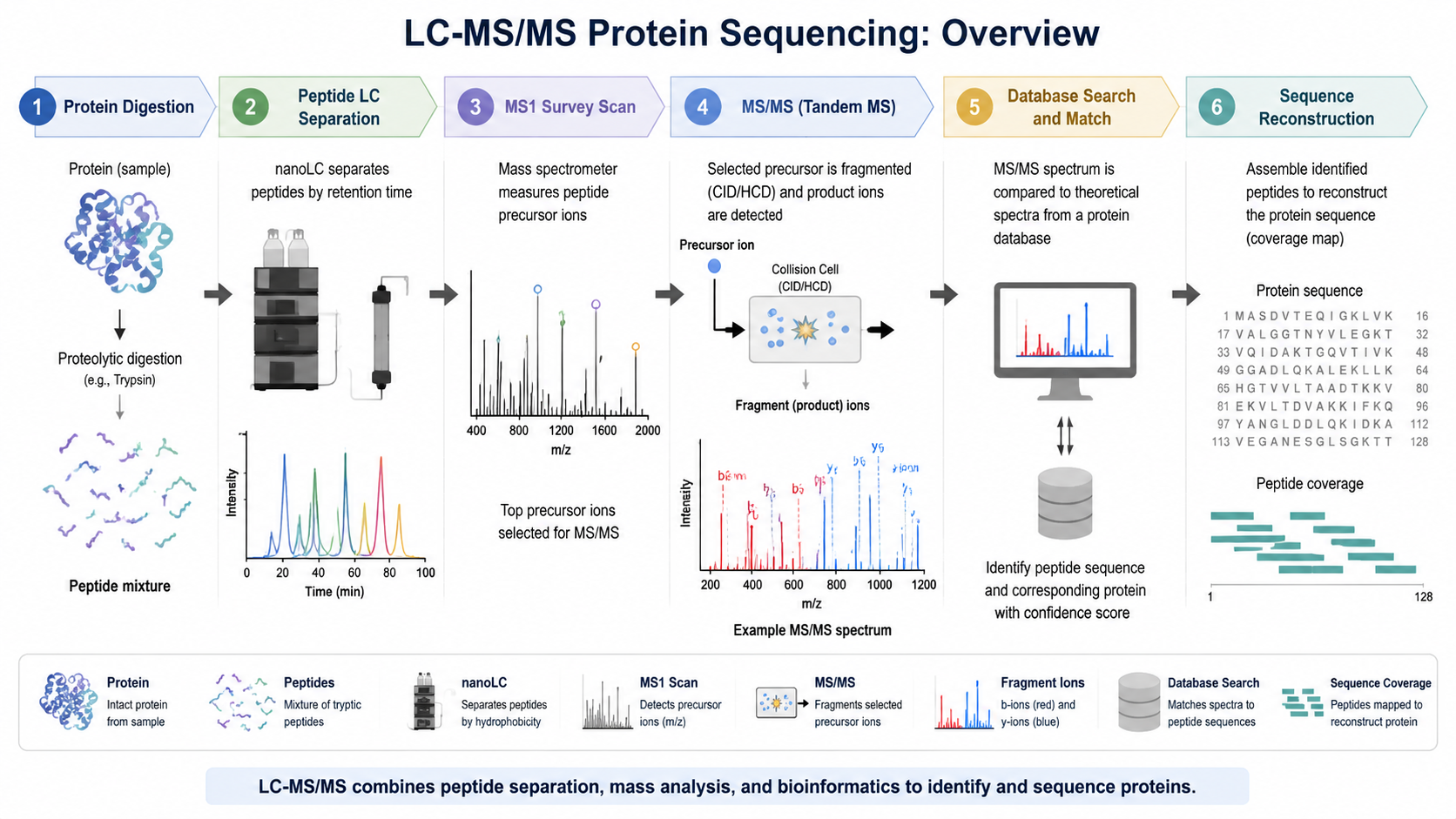 LC-MS/MS protein sequencing overview showing protein digestion, peptide separation, fragmentation spectra, database matching, and sequence reconstruction.