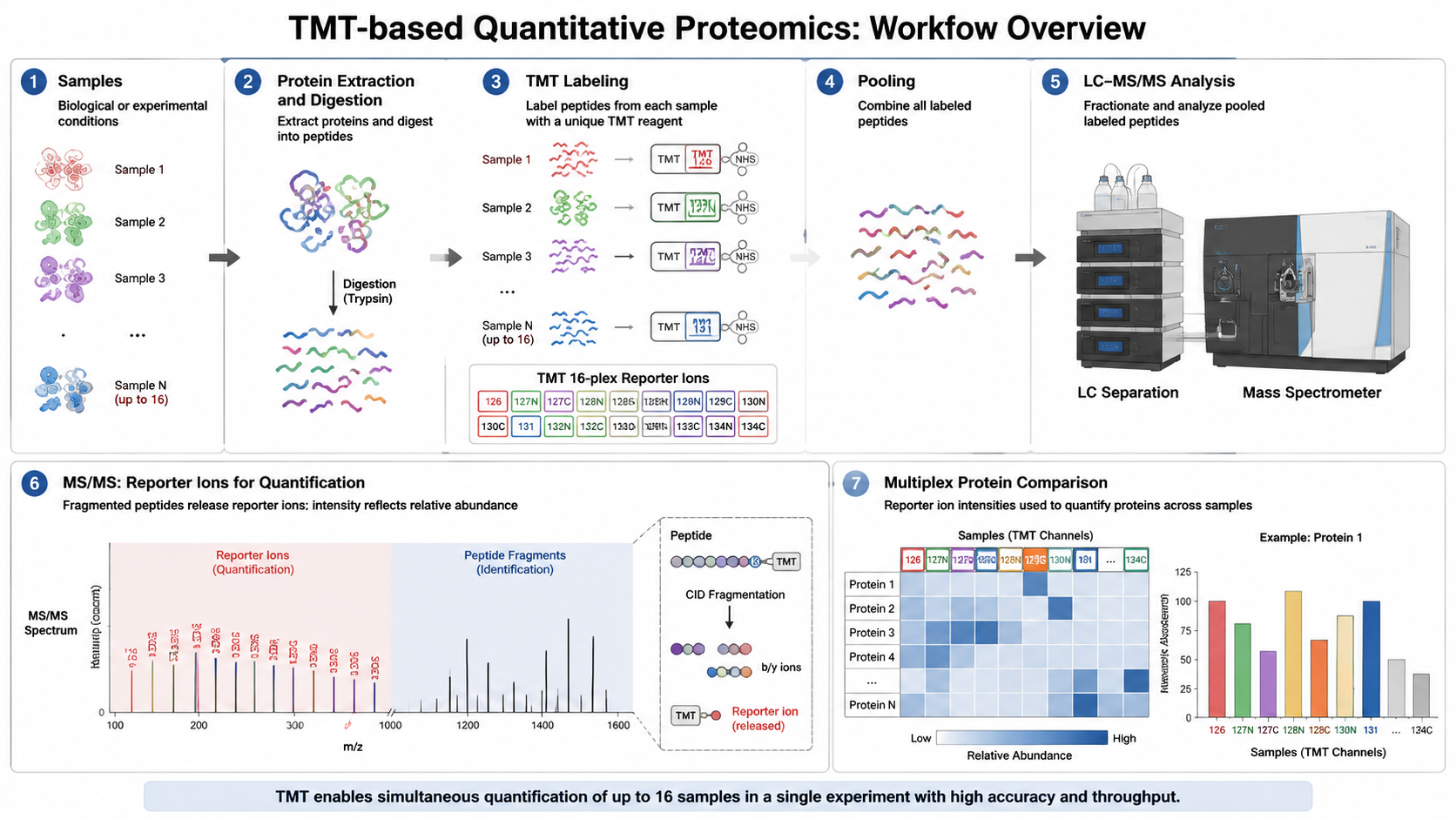 TMT proteomics overview showing peptide digestion, tandem mass tag labeling, pooled analysis, reporter ions, and multiplex protein comparison.