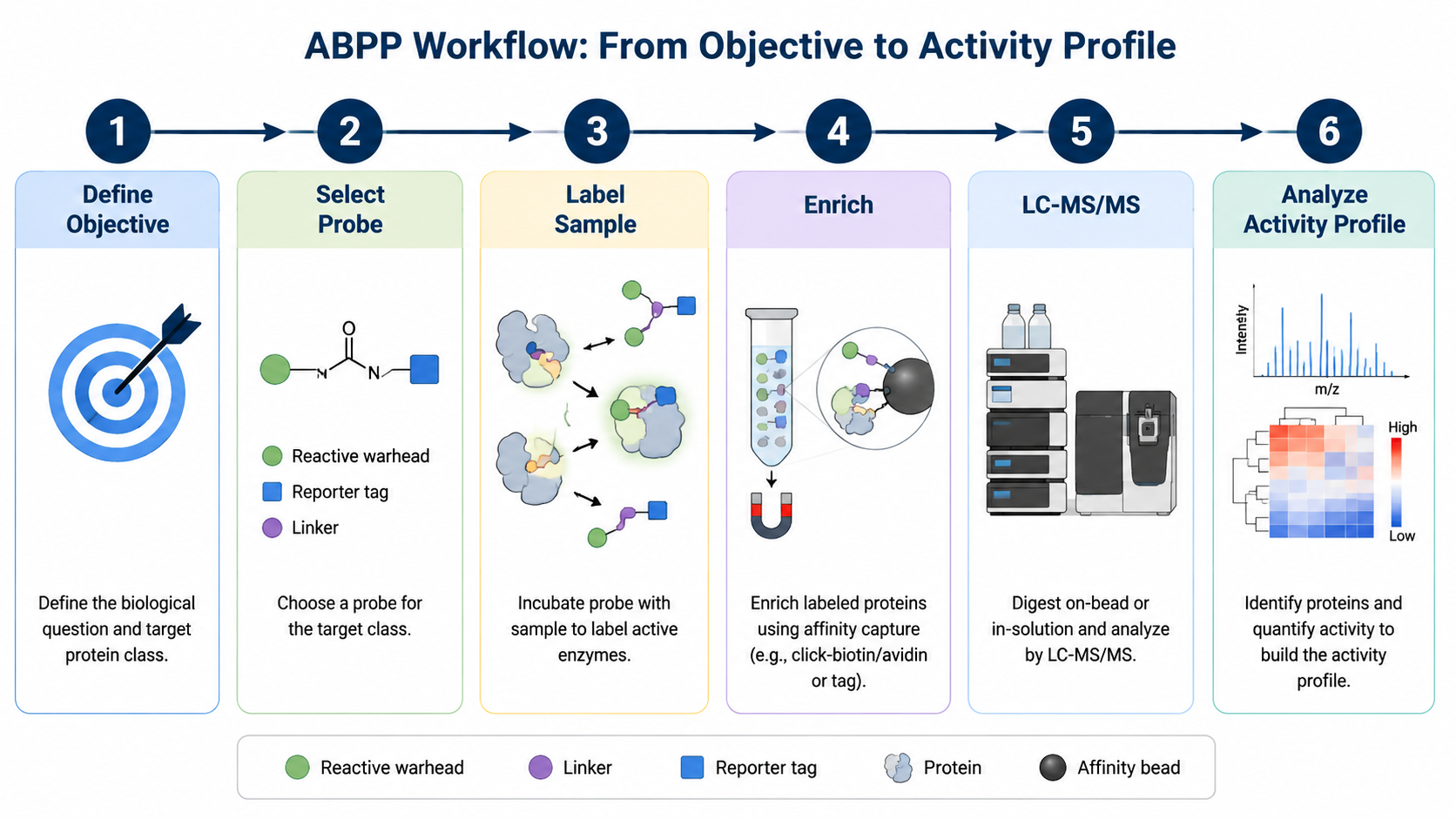ABPP experiment workflow overview from objective definition through probe labeling, enrichment, LC-MS/MS, and activity profile analysis.