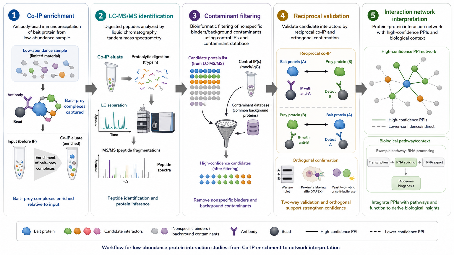 Low-expression protein interaction study workflow showing Co-IP, IP-MS, contaminant filtering, reciprocal validation, and network interpretation.