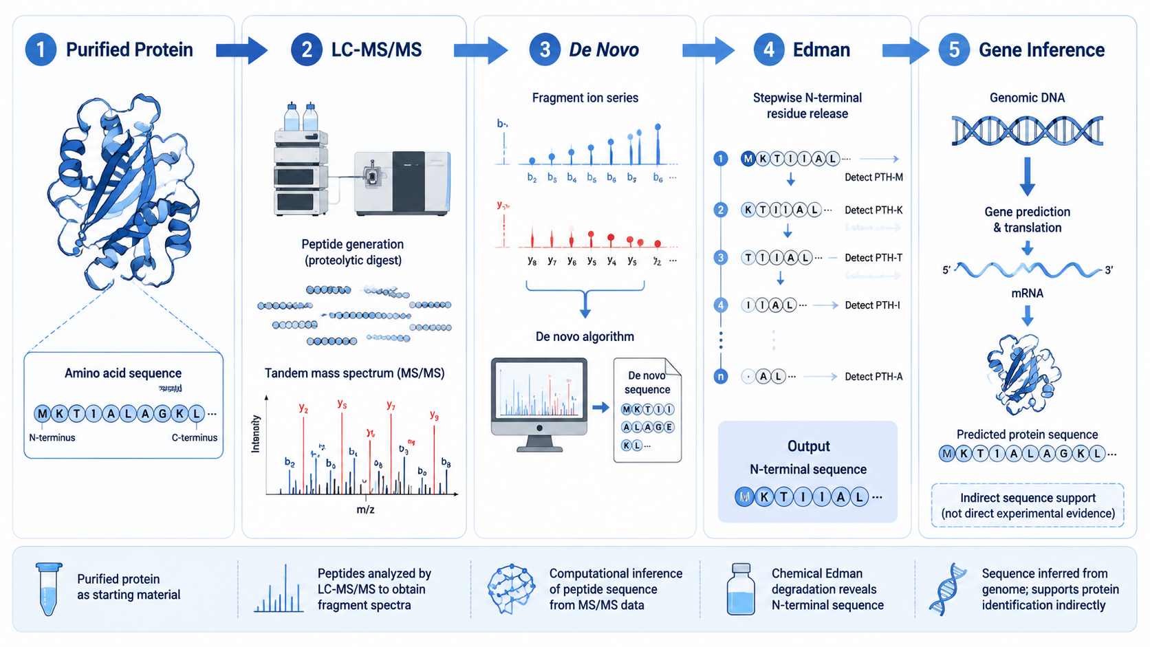 Protein sequencing method overview showing purified protein analysis, LC-MS/MS peptide sequencing, de novo interpretation, Edman degradation, and sequence inference routes.