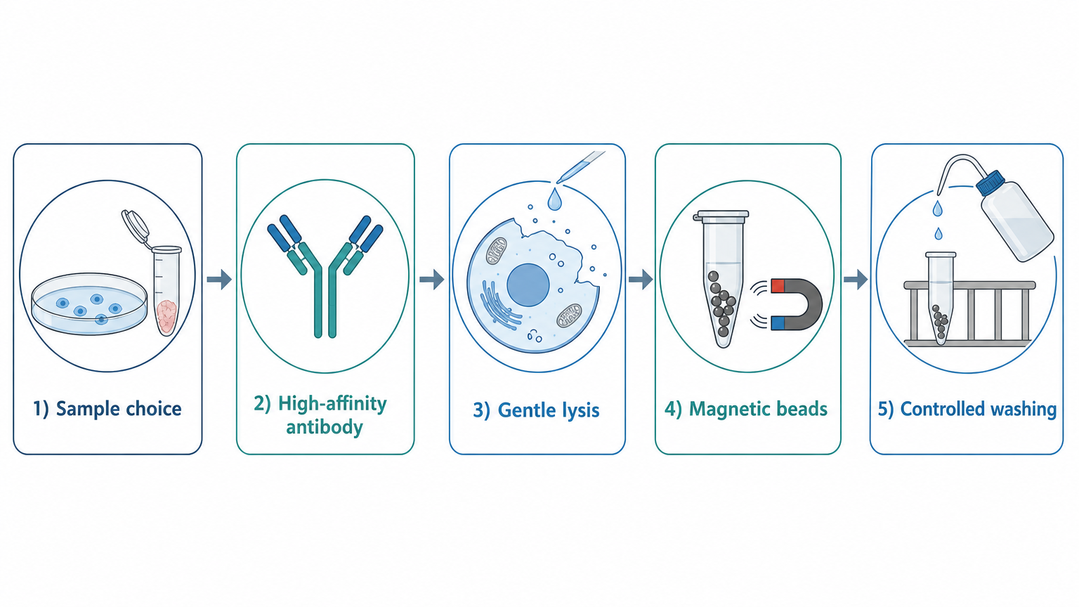 Optimization map for low-expression Co-IP covering sample choice, antibody specificity, gentle lysis, magnetic beads, and cross-linking.