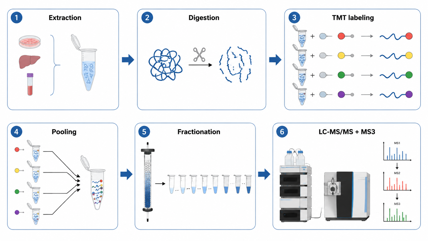TMT workflow from protein extraction and digestion to labeling, pooling, fractionation, LC-MS/MS, and reporter-ion quantification.