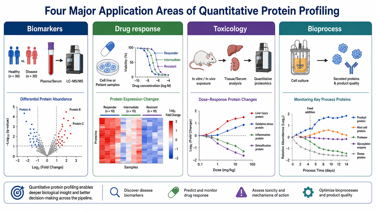 Applications of quantitative protein profiling including biomarkers, drug response, toxicology, and bioprocess interpretation.