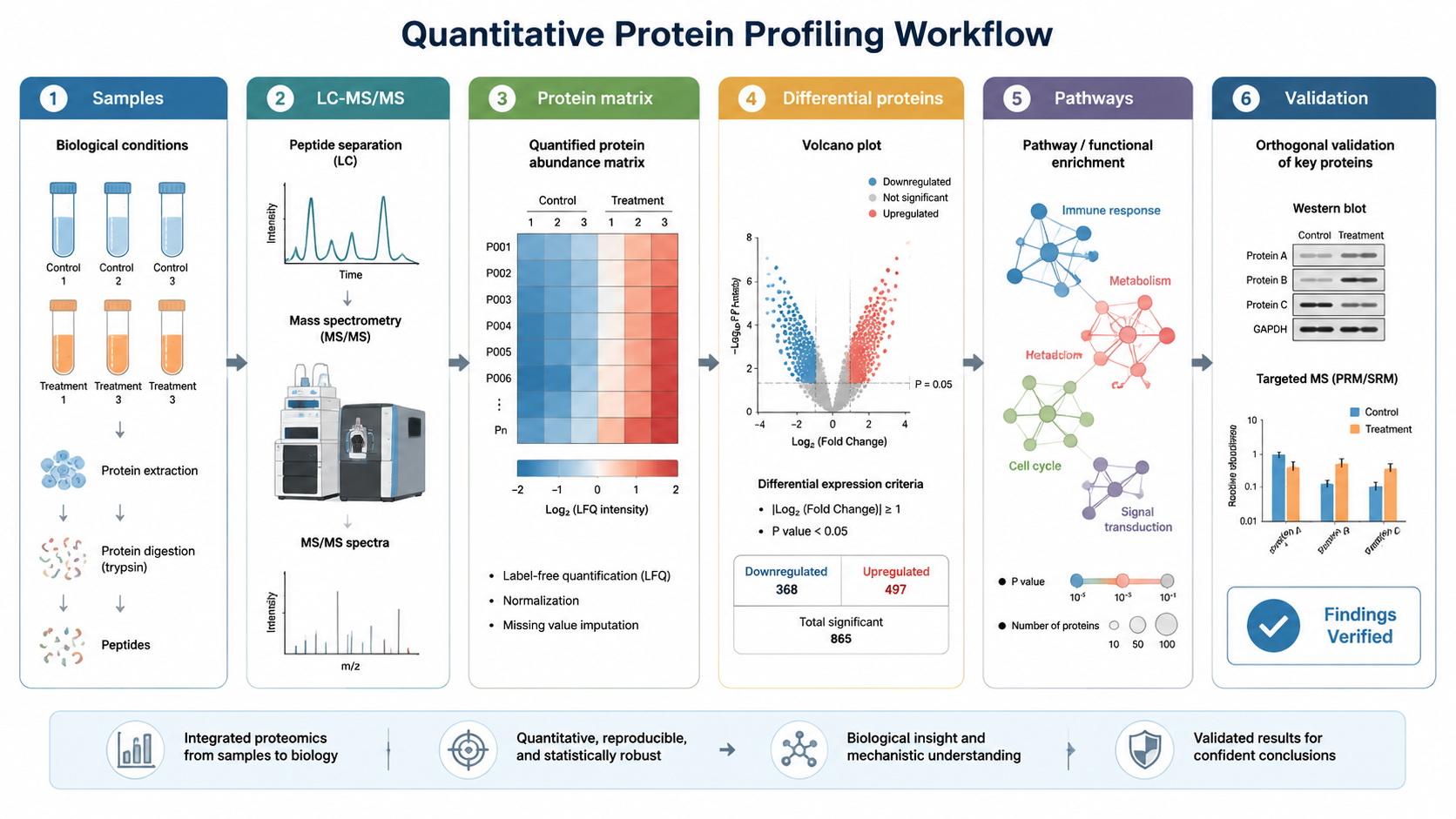 Quantitative protein profiling overview showing samples, LC-MS/MS, protein matrix, differential proteins, pathways, and validation.