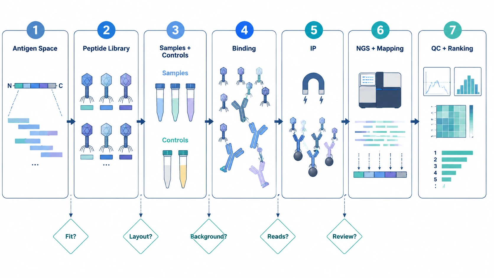 phip-seq workflow diagram showing antigen space, peptide library design, sample controls, immunoprecipitation, sequencing, QC, and peptide ranking