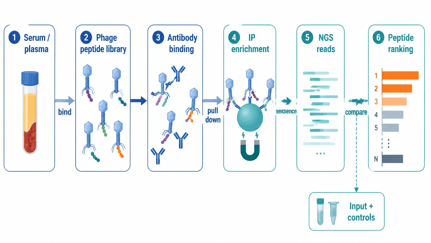 virscan phip-seq workflow showing antibody binding, immunoprecipitation, sequencing reads, and peptide ranking
