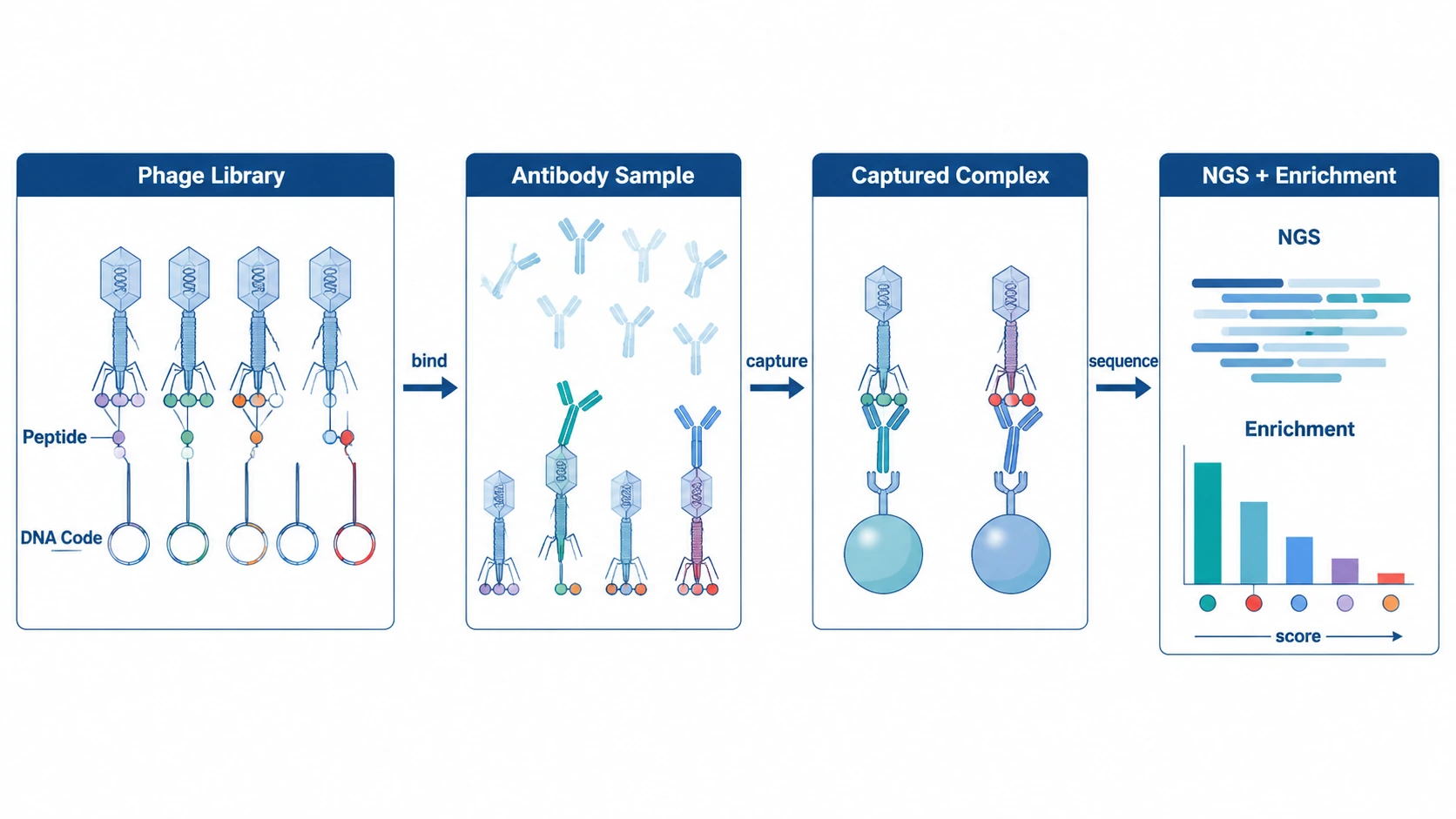 phip-seq technical principle diagram showing phage-displayed peptides, antibody binding, capture, NGS, and enrichment