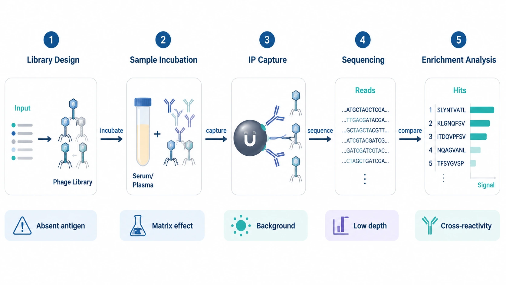 phip-seq experimental workflow diagram covering library design, sample incubation, immunoprecipitation, sequencing, and enrichment analysis