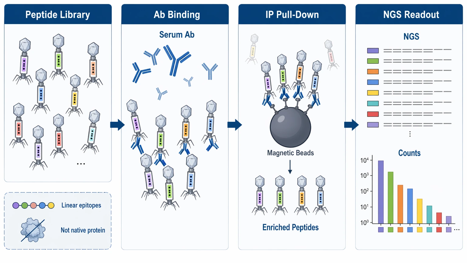 phip-seq technical principle diagram showing peptide library antibody pull-down and sequencing-based peptide enrichment readout