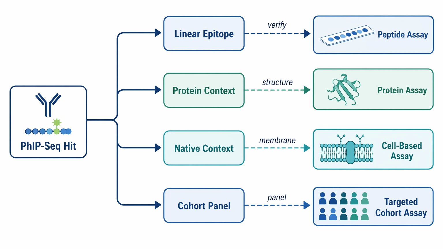 phip-seq validation workflow diagram showing follow-up routes to peptide protein cell-based and targeted cohort assays