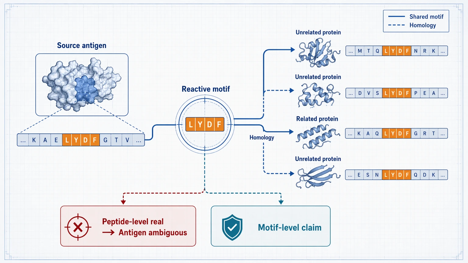 phip seq analysis cross-reactivity diagram showing a shared reactive motif across related and unrelated proteins