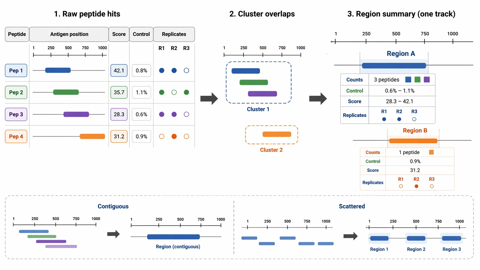 phip seq data analysis diagram showing overlapping peptide clustering into region-level enriched hit summaries