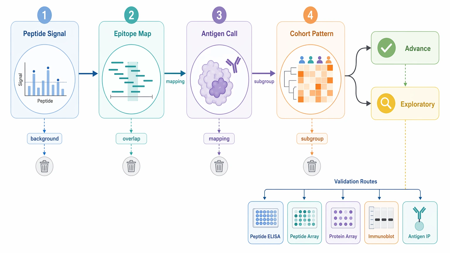 phip seq data analysis decision path diagram showing peptide signal, epitope mapping, antigen interpretation, and cohort stratification