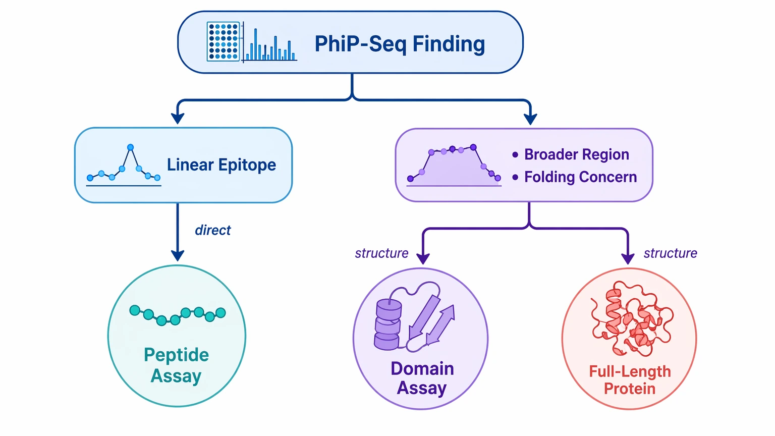 phip seq data analysis decision path for peptide assay versus domain or full-length protein validation