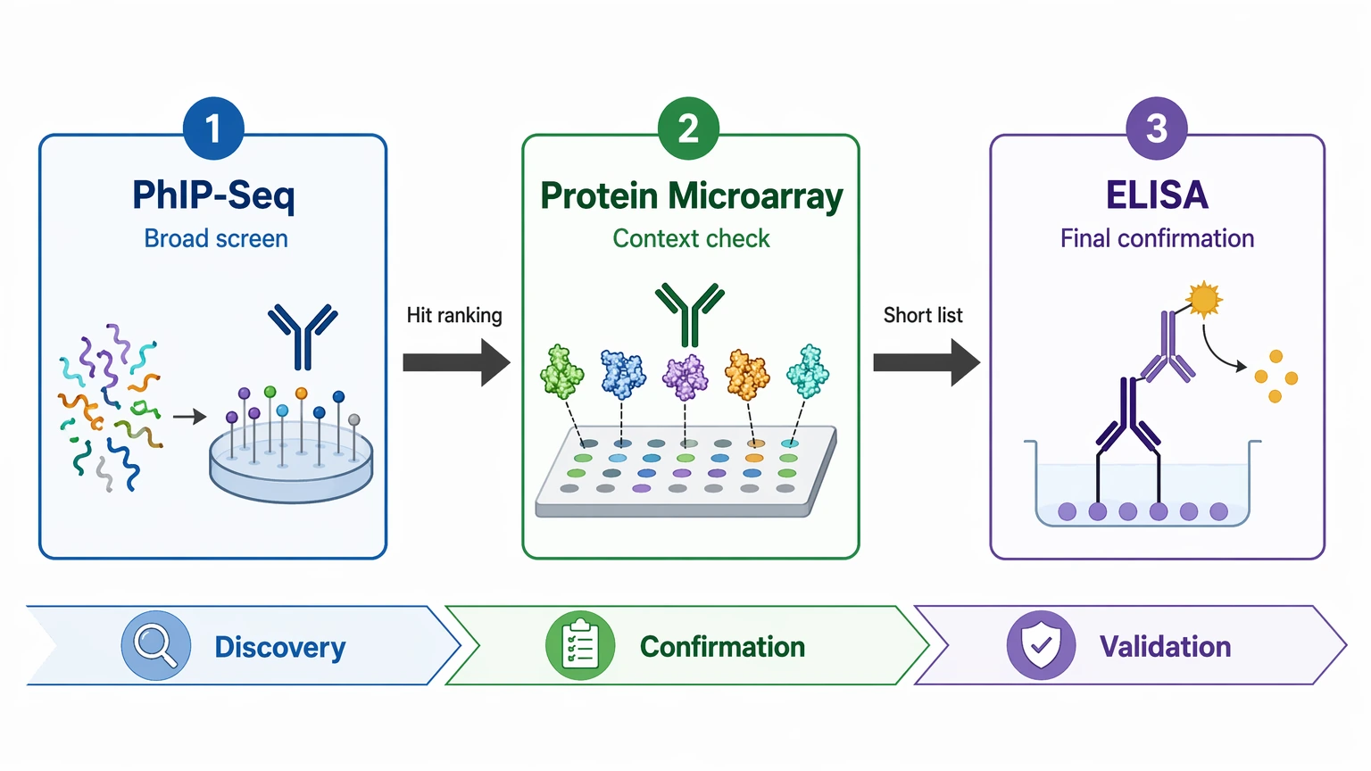 phip-seq staged workflow diagram from discovery to protein microarray and ELISA validation