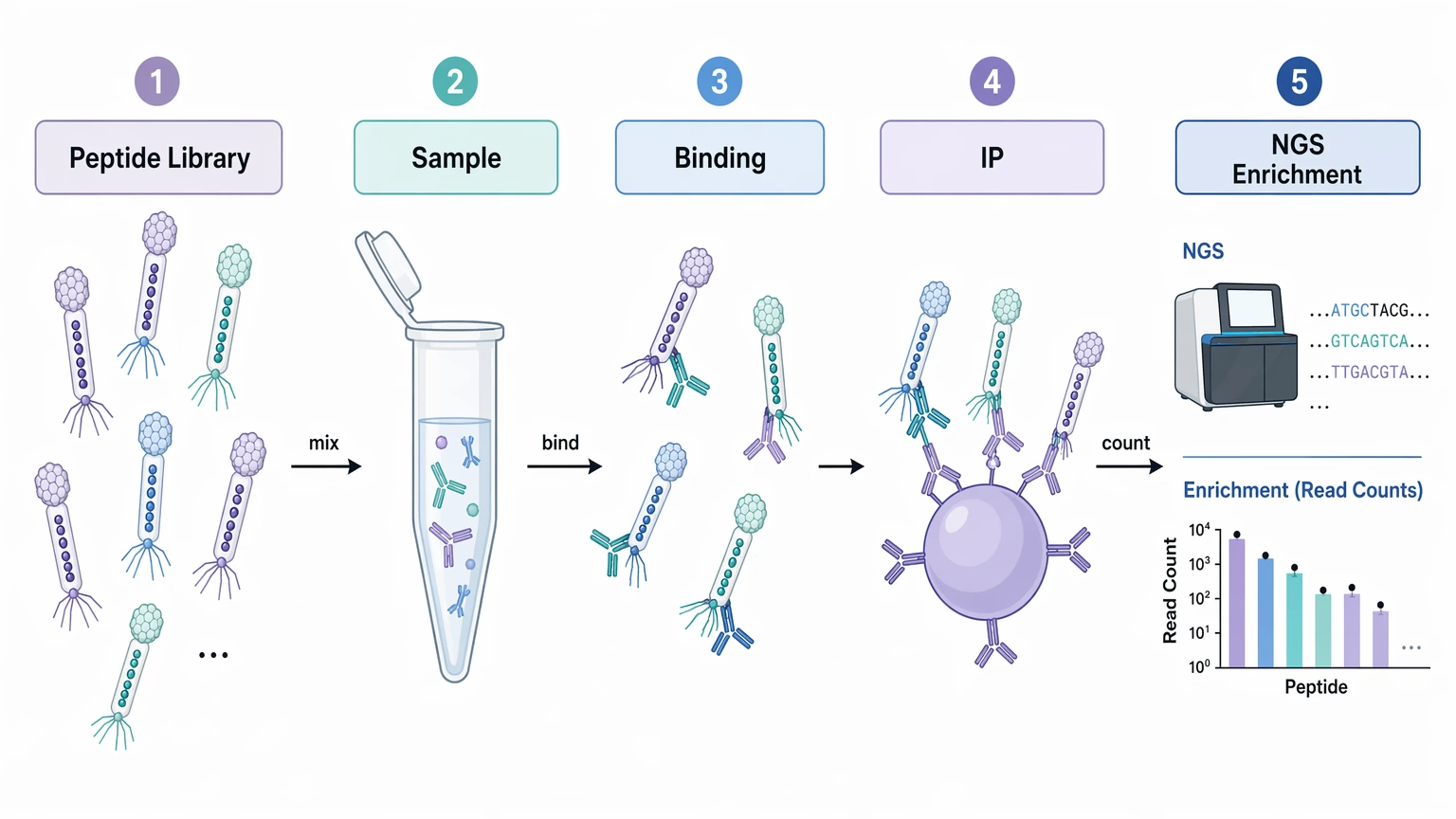 phip-seq workflow diagram showing peptide library incubation, immunoprecipitation, sequencing, and enrichment analysis
