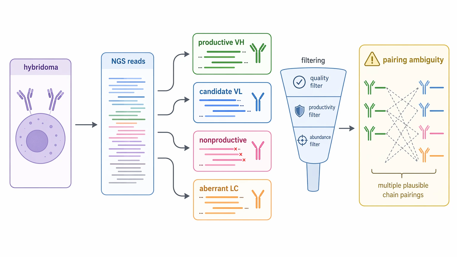 Hybridoma monoclonal antibody sequencing diagram showing NGS candidate ambiguity from productive and aberrant transcripts