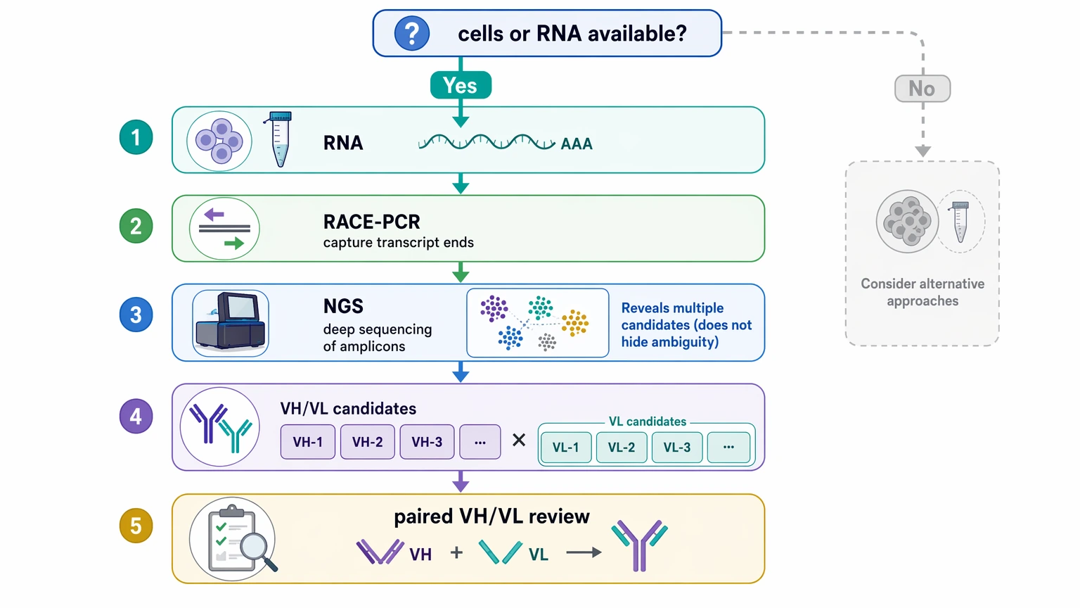 Hybridoma monoclonal antibody sequencing selection guide for transcript-based VH and VL recovery from cells or RNA
